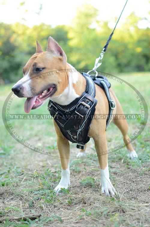 Professional Dog Harness For Different Types Of Training