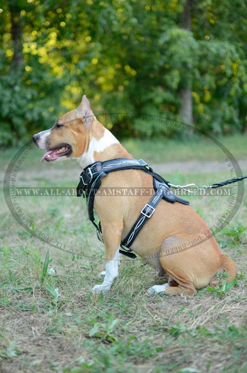 Easyto-put-On and Off American Staffordshire Terrier Leather Painted Harness