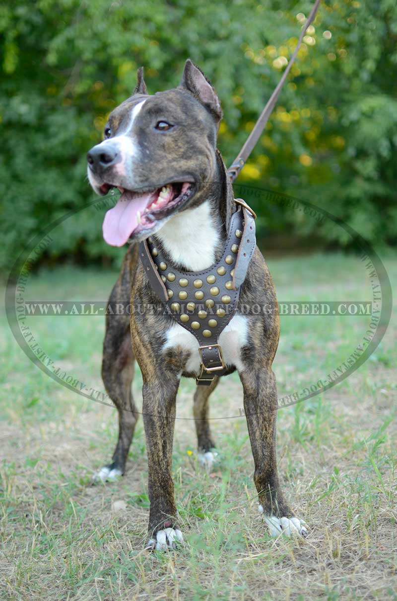 Studded Leather Dog Harness For American Staffordshire Terrier [H151078 Leather harness with