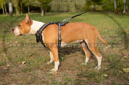 Handcrafted Amstaff Dog Harness With Wide Chest Plate