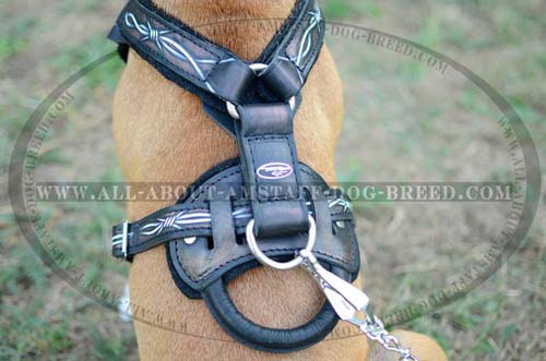 Steel Nickel Plated D-ring Serves for Fast Lead Connection to Amstaff leather Harness
