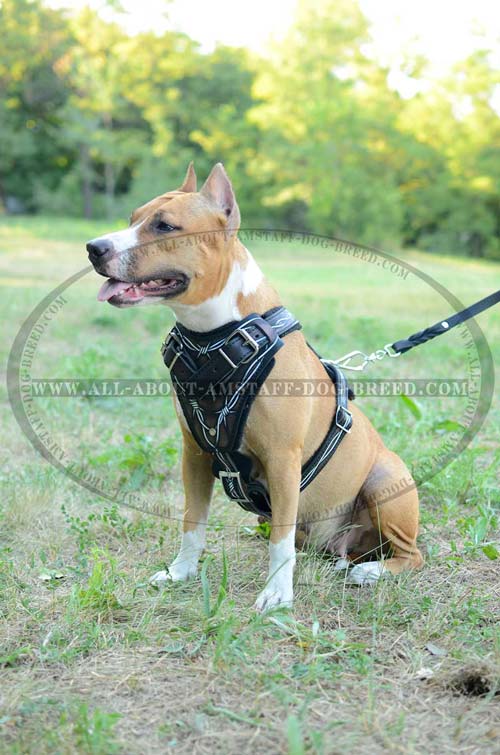 Unique Dog Harness With Easy-To-Use Quick Release Buckle