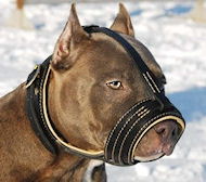 Amstaff padded leather dog muzzle- Pitbull padded muzzle M88  Amstaff padded leather dog muzzle- Pitbull padded muzzle M88