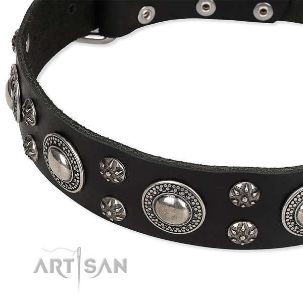 Comfy wearing studded dog collar of top notch genuine leather