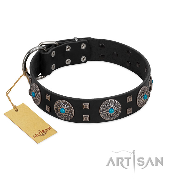 Comfy wearing natural leather dog collar with top notch studs