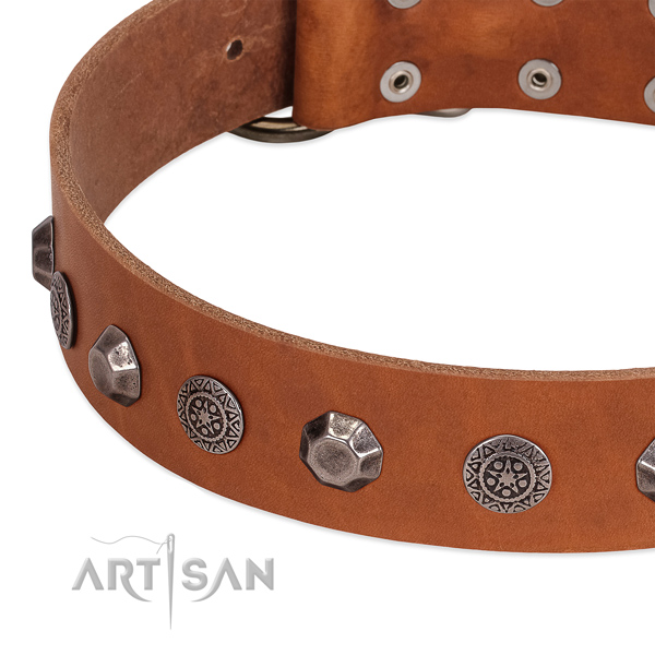 Unusual leather collar for your four-legged friend daily walking