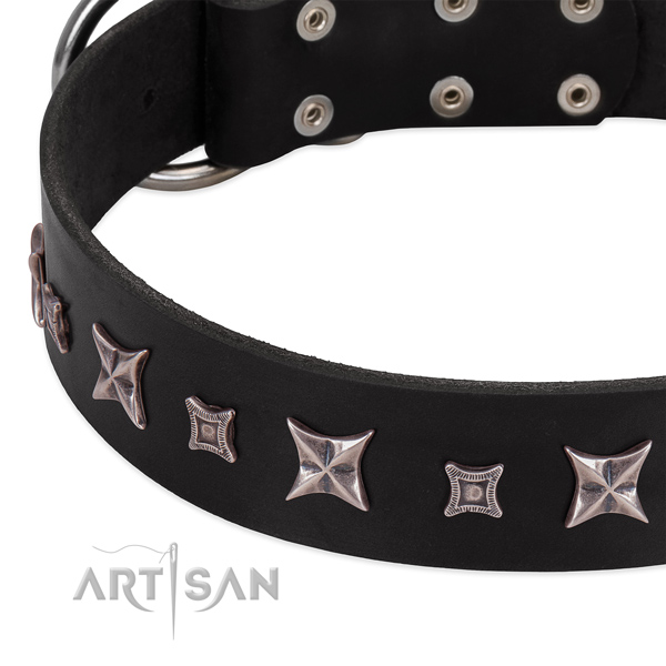 Everyday use genuine leather dog collar with impressive embellishments