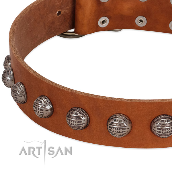 Remarkable full grain leather dog collar with corrosion proof adornments