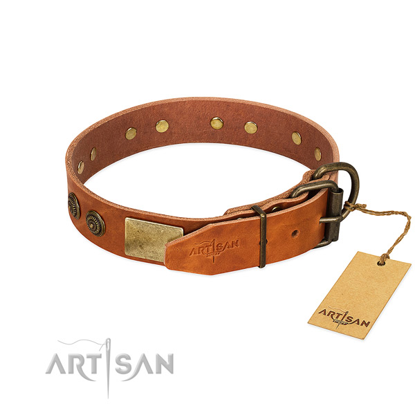 Corrosion proof buckle on full grain natural leather collar for walking your doggie