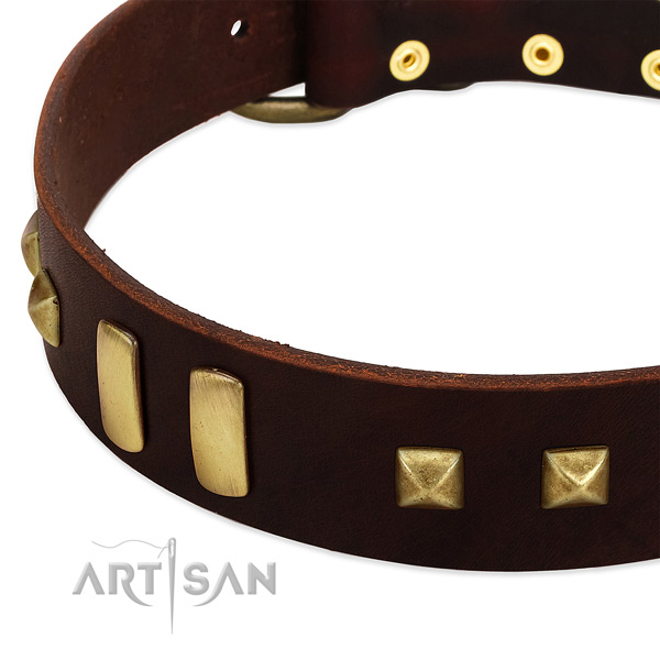 Quality genuine leather dog collar with adornments for daily walking