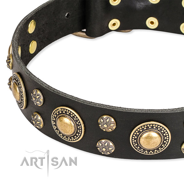 Fancy walking studded dog collar of finest quality full grain natural leather