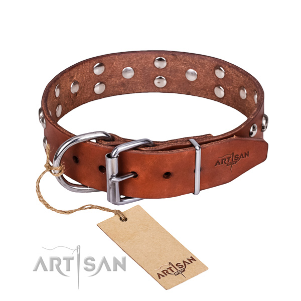 Stylish walking dog collar of finest quality full grain natural leather with studs