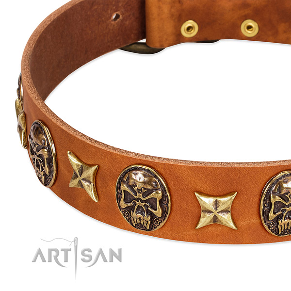 Reliable studs on leather dog collar for your four-legged friend