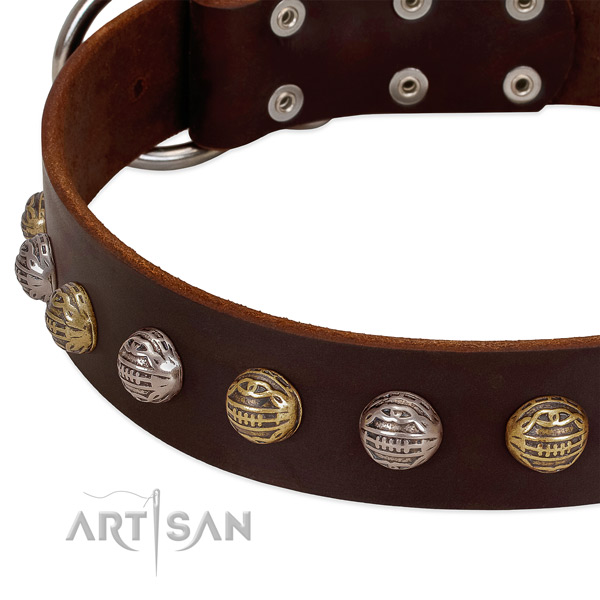 Corrosion proof fittings on full grain leather collar for everyday walking your doggie