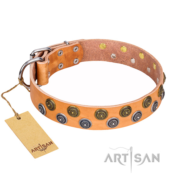Fancy walking dog collar of finest quality full grain leather with adornments