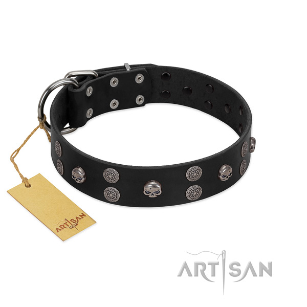 Stylish walking studded full grain genuine leather collar for your doggie