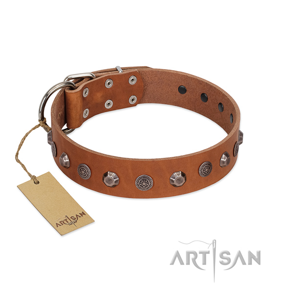 Rust resistant fittings on leather dog collar for everyday walking your dog