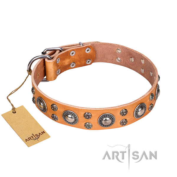 Fancy walking dog collar of reliable full grain genuine leather with adornments