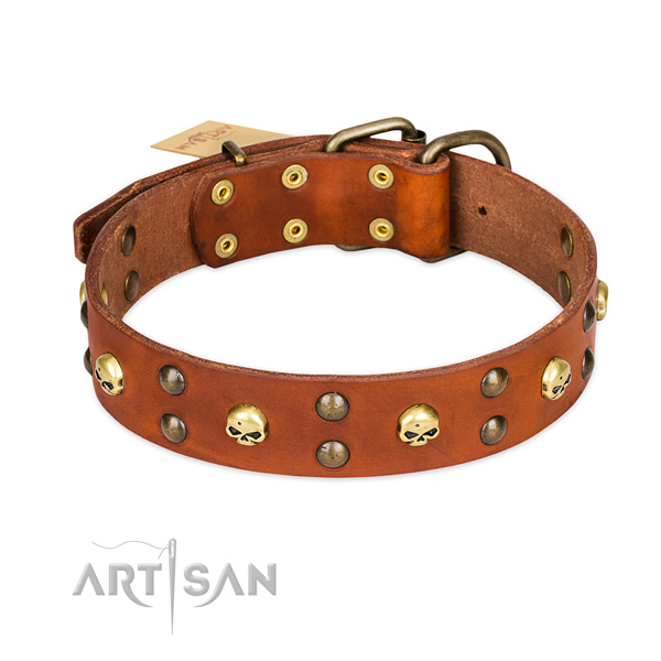 Daily walking dog collar of finest quality genuine leather with adornments