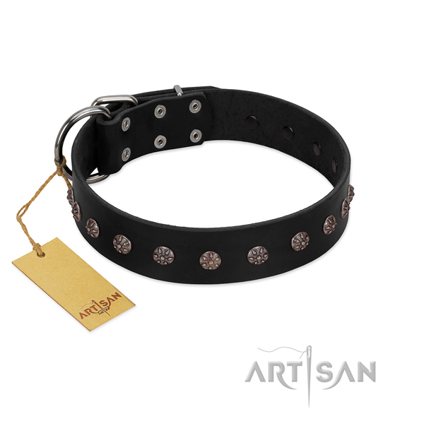 Stylish walking full grain genuine leather dog collar with incredible embellishments