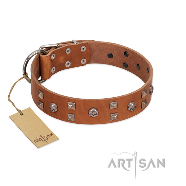 Fancy walking dog collar of leather with fashionable embellishments