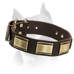 American Staffordshire Terrier Leather Collar with Strong Hardware