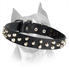 Amstaff Dog Collar Is Equipped With Decirative Fittings