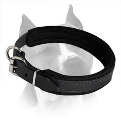 Amstaff Leather Dog Collar With Soft Padding