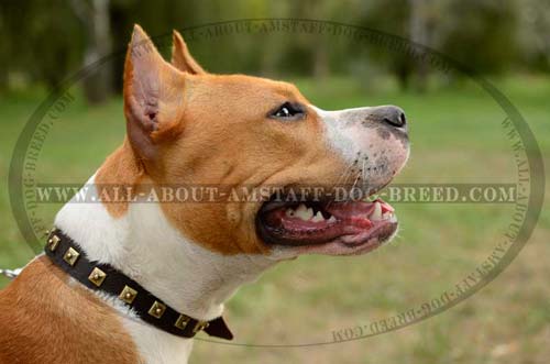 Easy In Use Dog Collar For American Staffordshire  Terrier
