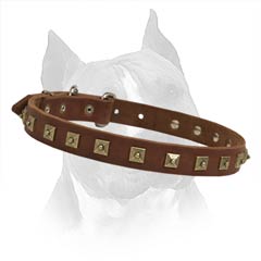Leather Dog Collar For Better Controlling Of Your  Amstaff