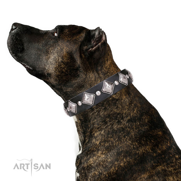 Comfortable wearing decorated dog collar of reliable leather
