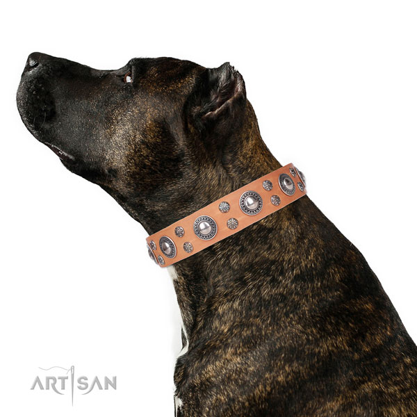 Daily use decorated dog collar of fine quality natural leather