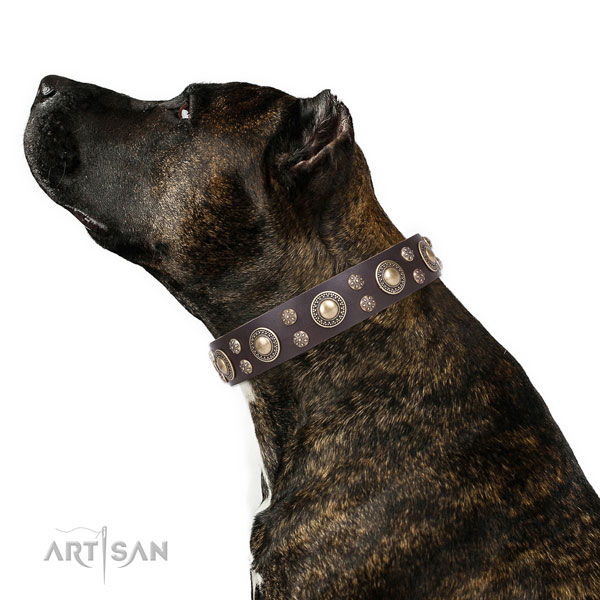 Everyday walking embellished dog collar of strong genuine leather