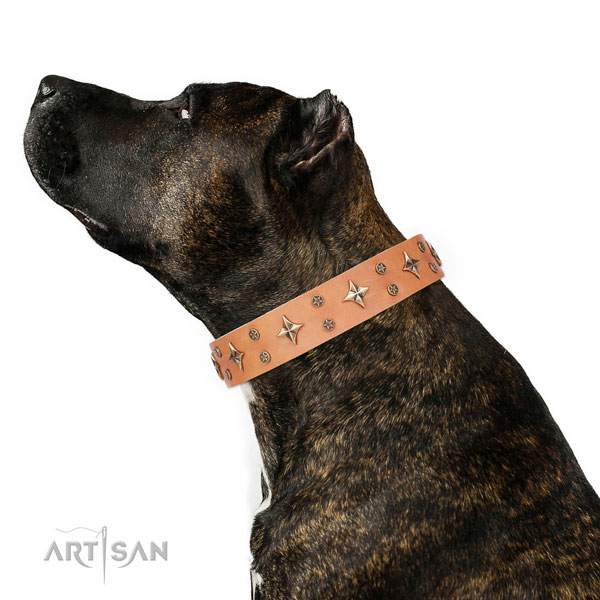 Daily use decorated dog collar of top notch material