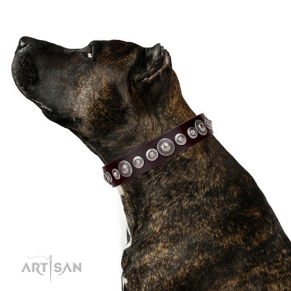 Inimitable embellished genuine leather dog collar for everyday use