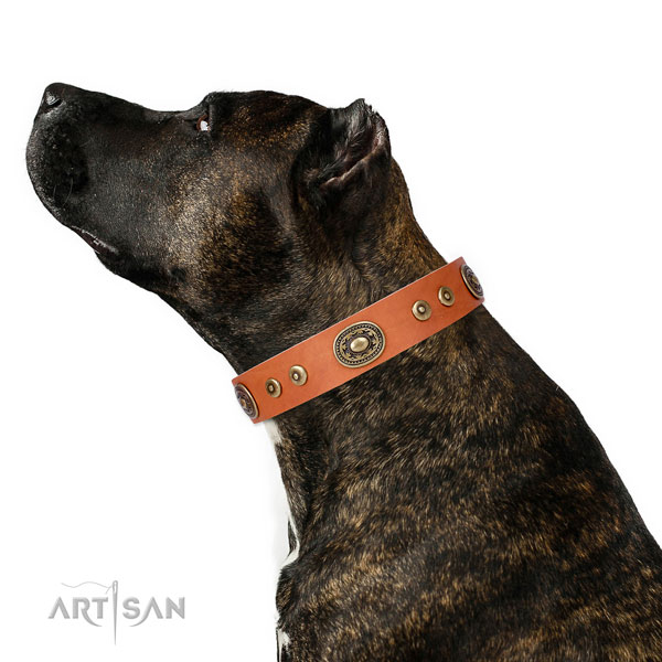 Impressive studded leather dog collar for everyday use