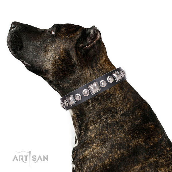 Incredible studded natural leather dog collar for everyday use