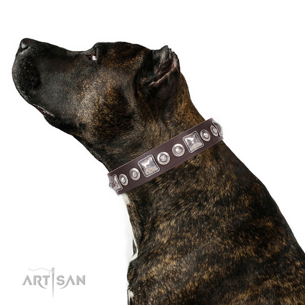Stylish decorated natural leather dog collar for everyday walking