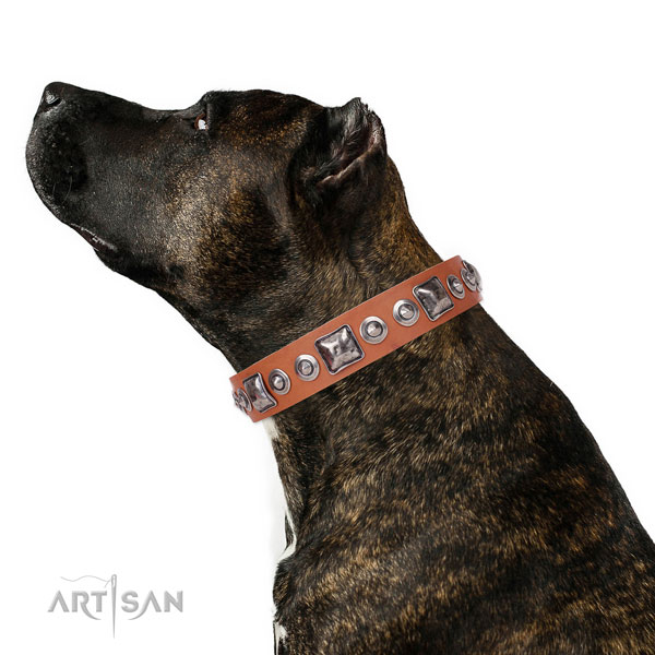Unique embellished natural leather dog collar for everyday use