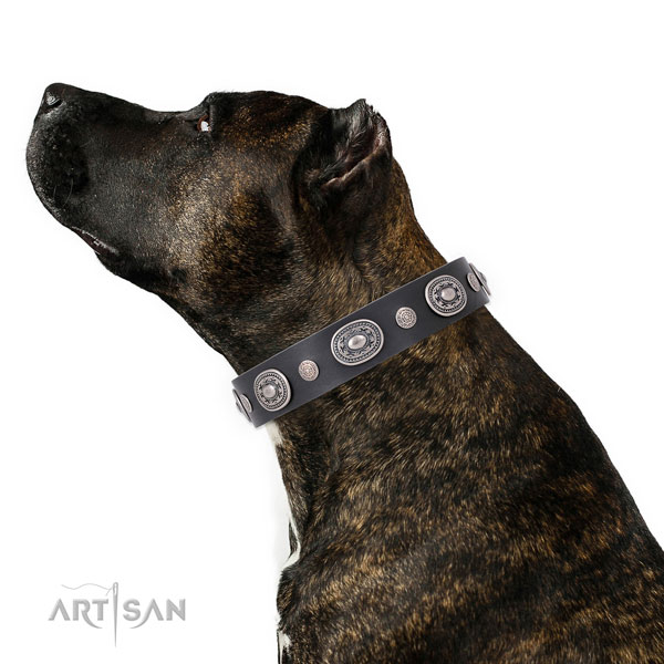 Corrosion proof buckle and D-ring on full grain leather dog collar for walking