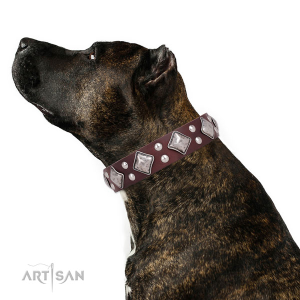 Comfortable wearing decorated dog collar made of top notch genuine leather