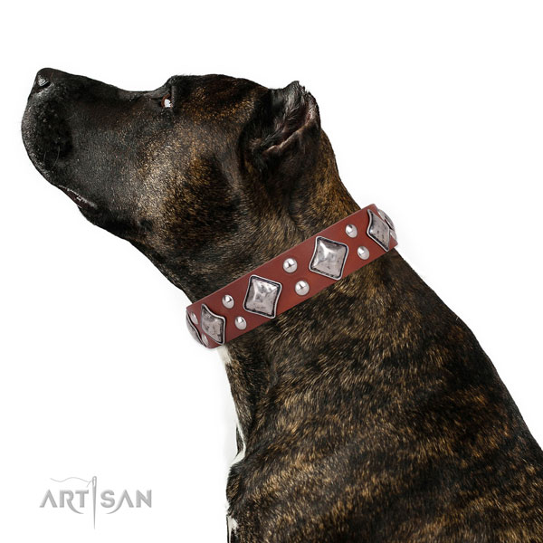 Basic training embellished dog collar made of strong genuine leather