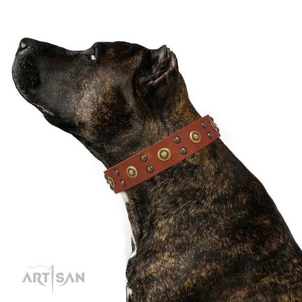 Daily use dog collar with designer decorations