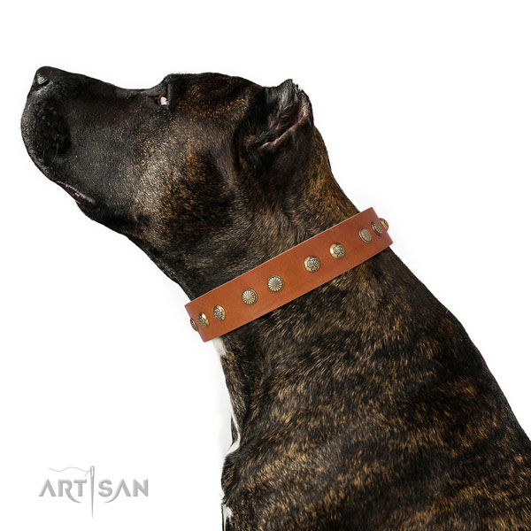 Unusual embellishments on everyday walking leather dog collar