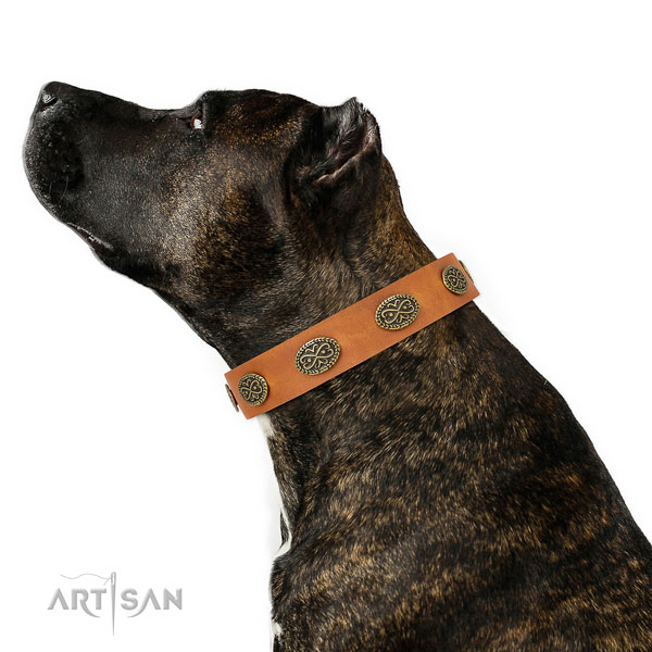Top notch decorations on daily use full grain leather dog collar