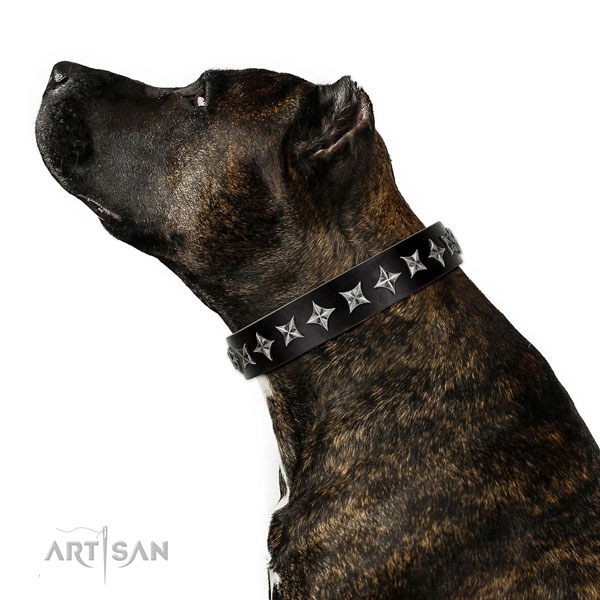 Everyday walking decorated dog collar of fine quality leather