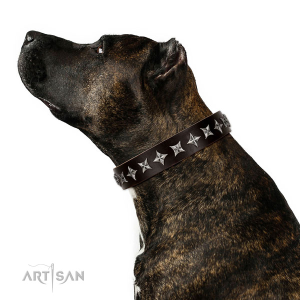 Everyday walking embellished dog collar of strong natural leather