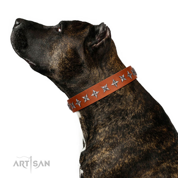 Top quality genuine leather dog collar with incredible embellishments