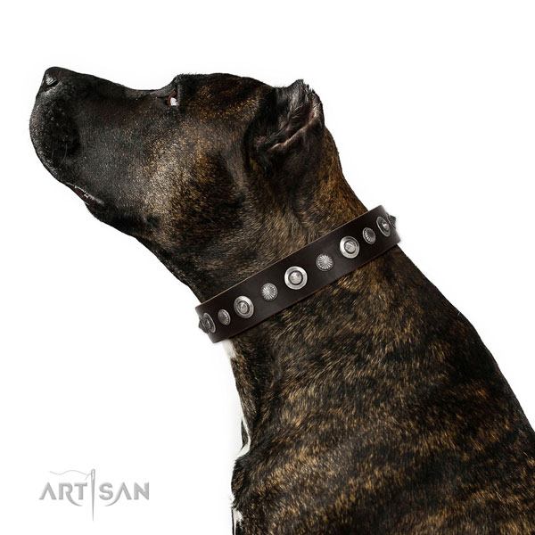 Fine quality full grain genuine leather dog collar with exceptional embellishments