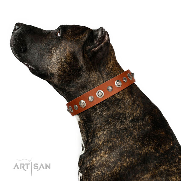 Natural leather collar with rust resistant fittings for your lovely canine
